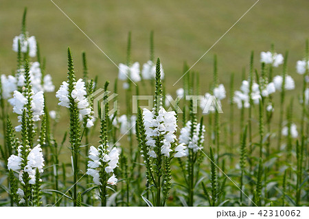 Obedient plant Summer Snow 42310062