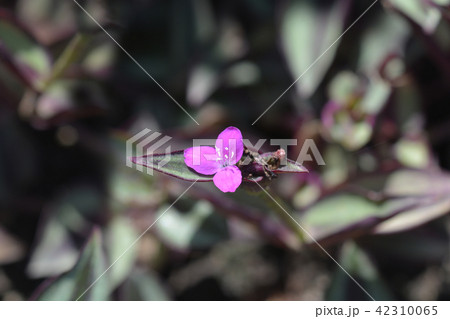 Wandering jew Wandering jew 42310065