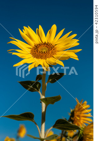 alone beautifull sunflower 42310594