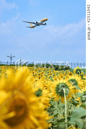 千葉県 ひまわり畑 成田空港 ひこうきの丘の写真素材