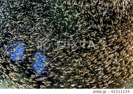 キンメモドキの群れ 42311134