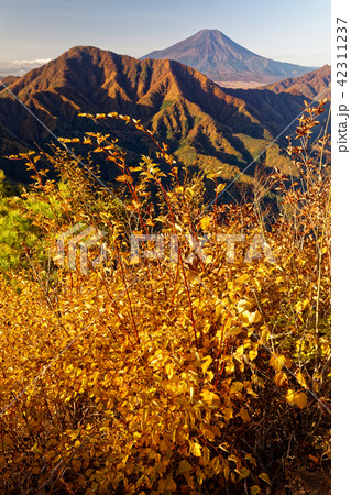 紅葉の道志山地・今倉山から見る御正体山と富士山 42311237