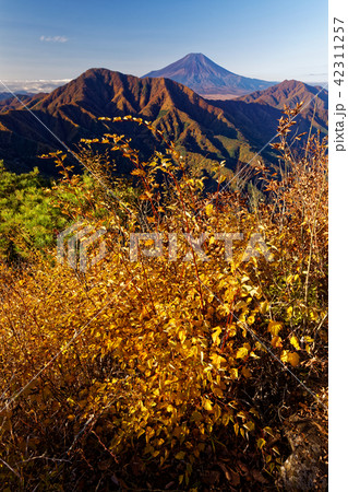 紅葉の道志山地・今倉山から見る御正体山と富士山 紅葉の道志山地・今倉山から見る御正体山と富士山 42311257