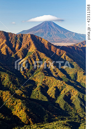 道志山地・今倉山から紅葉の御正体山と富士山 42311368