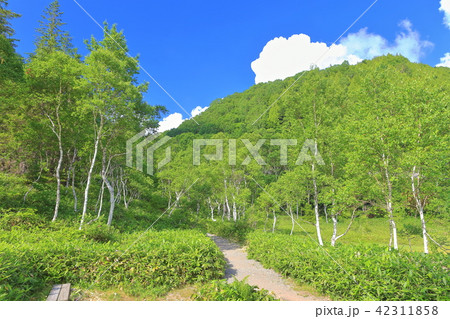 志賀高原　万緑の田の原湿原 42311858