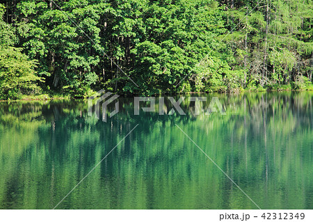 深緑の御射鹿池 深緑の御射鹿池 42312349