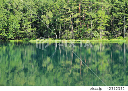 深緑の御射鹿池 深緑の御射鹿池 42312352
