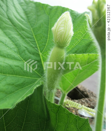 ユウガオの雌花の蕾 42312367