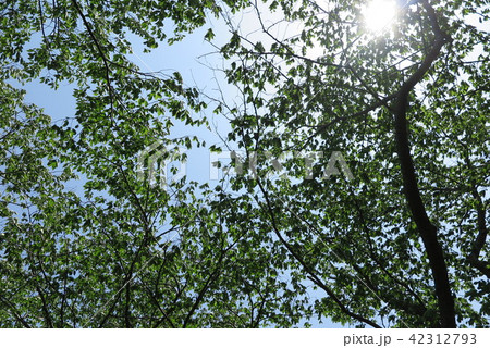 鳥取県境港市 台場公園 鳥取県境港市 台場公園 42312793