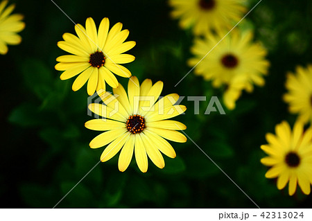 オステオスペルマム　黄色い花 42313024
