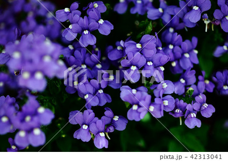 ヒメキンギョソウ 紫色の花 ヒメキンギョソウ 紫色の花 42313041