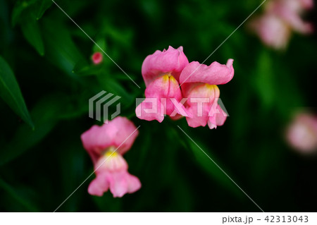 スナップドラゴン　薄赤色の花 42313043