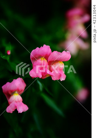 スナップドラゴン 薄赤色の花 スナップドラゴン 薄赤色の花 42313044