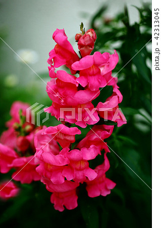 スナップドラゴン　紅赤色の花 42313045
