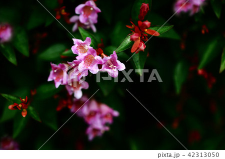ベニバナアベリアの花 ベニバナアベリアの花 42313050