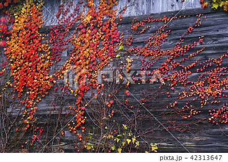蔦紅葉 蔦紅葉 42313647