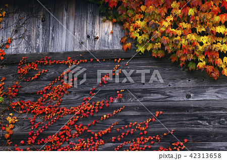 蔦紅葉 42313658