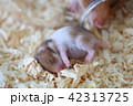 親子ハムスター 42313725