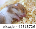 すやすやハムスター 42313726