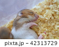 すやすやハムスター 42313729