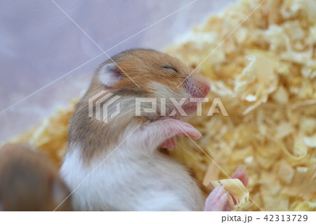 すやすやハムスター 42313729