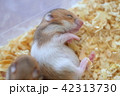 すやすやハムスター 42313730