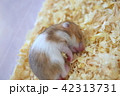 すやすやハムスター 42313731