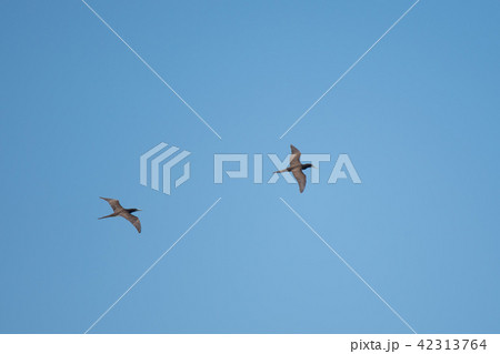 飛翔するカツオドリ達 42313764