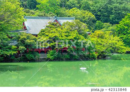 東京　夏の井の頭公園 42313846