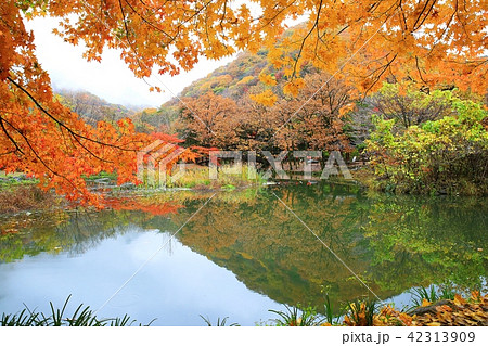 白羊寺 秋 紅葉 42313909