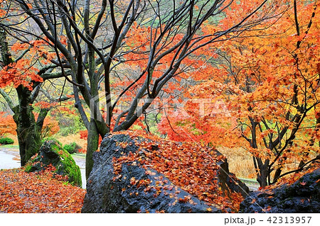 白羊寺 秋 紅葉 42313957