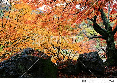 白羊寺 秋 紅葉 42313958