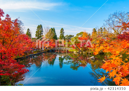 永観堂の紅葉 42314350