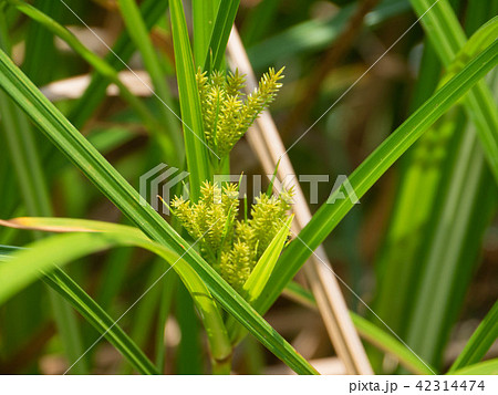 ツクシオオガヤツリ 42314474