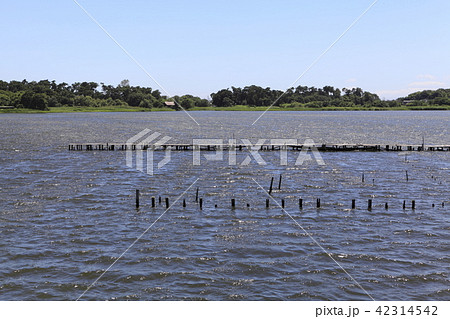 多々良沼(群馬県) 多々良沼(群馬県) 42314542