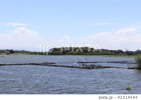 多々良沼（群馬県） 42314544