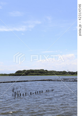 多々良沼(群馬県) 多々良沼(群馬県) 42314546