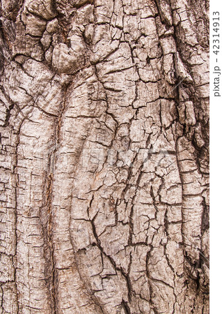 Tree bark texture for background Tree bark texture for background 42314913