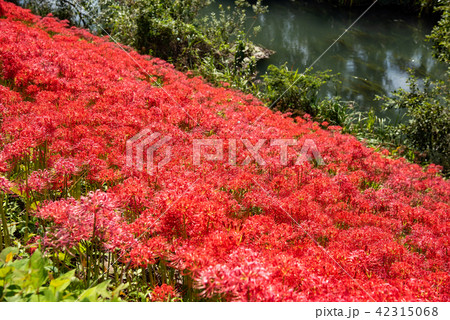 満開の彼岸花　河岸の曼珠沙華 42315068