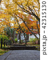 京都紅葉の旅 42315130