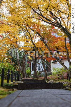 京都紅葉の旅 42315130