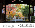 京都紅葉の旅 42315131