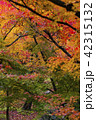 赤黄緑色鮮やかな紅葉 42315132