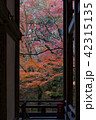 境内建物内から覗く紅葉 42315135