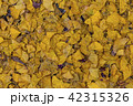 イチョウの落ち葉の絨毯 42315326