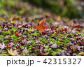 苔上の紅葉 42315327