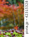 苔上の紅葉 42315328