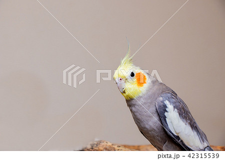 オカメインコの横顔の写真素材