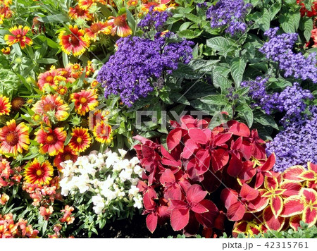 色鮮やかな花々 42315761