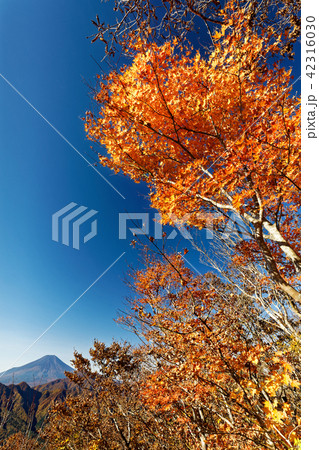 紅葉の道志・二十六夜山から見る富士山 紅葉の道志・二十六夜山から見る富士山 42316030